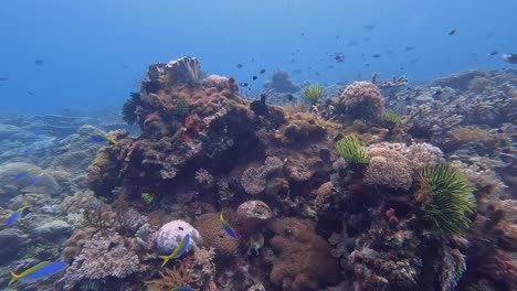 Underwater-view-of-colourful-tropical-marine-fishes-including-fusiliers-on-a-healthy-and-biodiverse-coral-reef-ecosystem-in-Indo-Pacific-reef-of-Coral-Triangle,-Timor-Leste,-Southeast-Asia