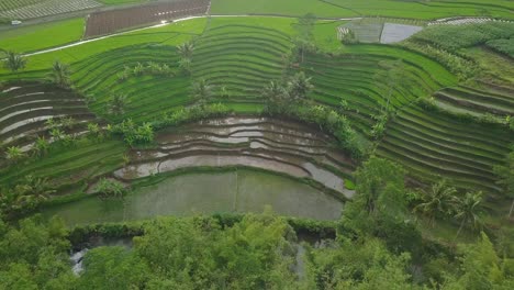Drohnenvideo-Der-Landschaft-In-Indonesien-Mit-Blick-Auf-Terrassierte-Reisfelder,-Die-Von-Grüner-Reispflanze-Mit-Einigen-Kokospalmen-Bewachsen-Sind