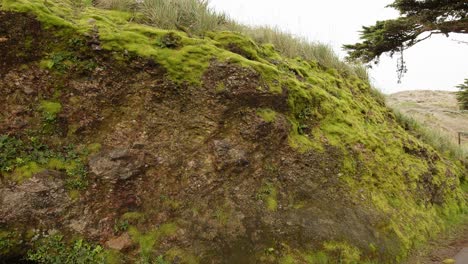 Panning-shot-of-green-moss-covered-rocky-ledge-along-road-at-Point-Reyes-Lighthouse