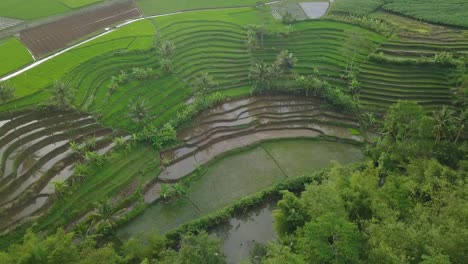 Aerial-shot-of-terraced-rice-field-overgrown-by-green-paddy-plant-with-some-coconut-trees