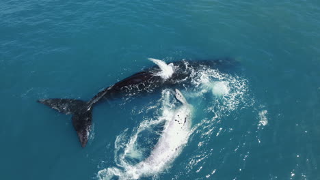 Rare-sighting-of-brindle-Southern-Right-whale-with-its-mom