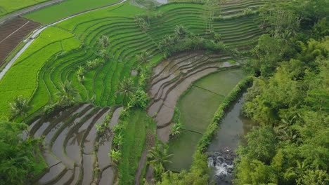 Aerial-scenery-of-terraced-rice-field-overgrown-by-green-paddy-plant-with-some-coconut-trees-on-countryside-of-indonesia