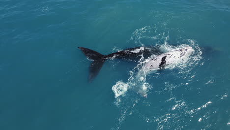 Brindle-Southern-Right-whale-calf-nuzzling-its-mom