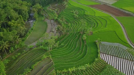 Aerial-view-of-beautiful-pattern-of-green-plantation