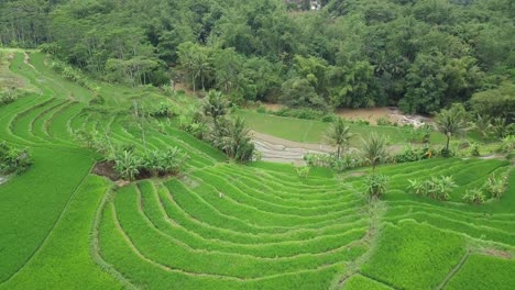 Drone-vshot-of-green-terraced-rice-field-overgrown-by-green-paddy-plant-with-some-coconut-trees