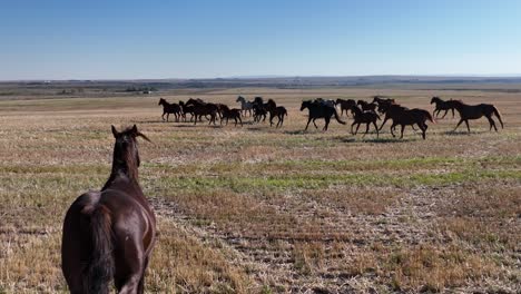 Slow-motion-4K-footage-of-wild-horses-running-across-the-prairies