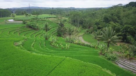 Drone-video-of-Beautiful-green-terraced-rice-field-with-some-coconut-trees