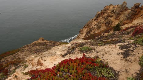 Panning-shot-peering-over-the-edge-of-a-Point-Reyes-cliff-to-the-ocean-below-with-red-ice-plant-in-the-foregroound