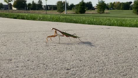 A-huge-praying-mantis-walks-across-a-paved-sidewalk-along-a-nature-trail-on-a-hot-summer-day