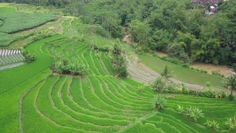 Aerial-footage-of-Beautiful-terraced-rice-field-with-some-coconut-trees