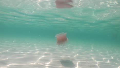 Medusas-Rosadas-Flotando-Frente-A-La-Costa-De-La-Playa-De-Miramar-En-Florida