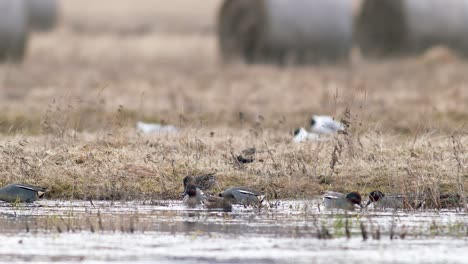 Eurasian-wigeon-flock-swimming-in-flooded-meadow-during-spring-migration