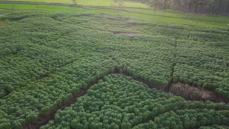 Organic-Cassava-plantation