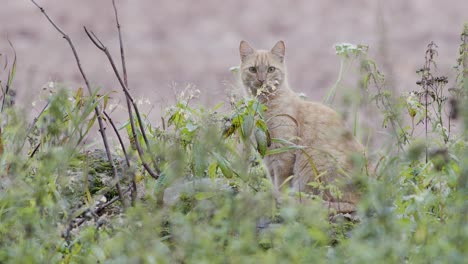 Red-orange-domestic-cat-sit-and-waiting-for-pray-between-weeds-and-grass