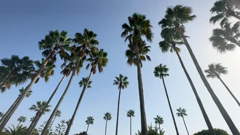Beautiful-palm-trees-blowing-in-wind-with-sun-in-sky-in-Costa-del-Sol
