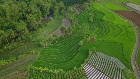 Drohnenvideo-Eines-Tropischen-Dorfes-In-Indonesien-Mit-Einem-Wunderschönen-Terrassierten-Reisfeld,-Das-Von-Einer-Grünen-Reispflanze-Mit-Einigen-Kokospalmen-Bewachsen-Ist