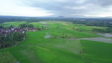 Drone-video-of-green-rice-field-with-a-high-voltage-electric-tower-built-in-the-middle