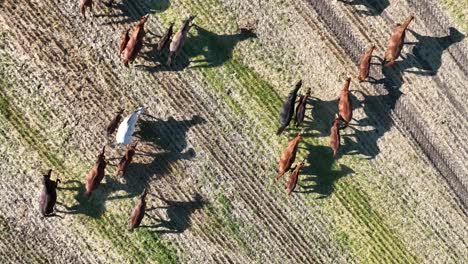Top-down-aerial-view-of-wild-horses-running-free-across-the-prairies-of-southern-Alberta