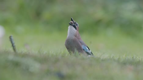 Eurasian-jay-picking-up-acorns-for-winter-and-swallows-them
