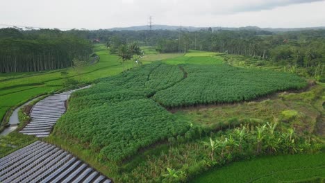 Drohnenvideo-Einer-Maniokplantage-Inmitten-Eines-Reisfeldes-In-Indonesien
