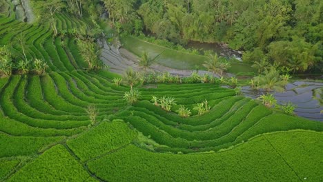 Schönes-üppiges-Grünes-Reisfeld-Terrassenmuster-Am-Fluss-In-Indonesien---Luft-Von-Oben-Nach-Unten
