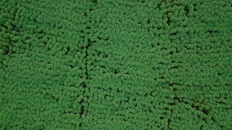 Overhead-Drohnenvideo-Von-Dichten-Maniokpflanzen-In-Einer-Plantage