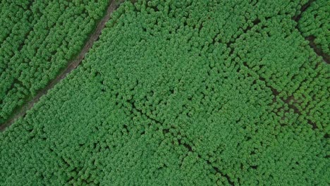 Drohnenvideo-Von-Oben-Nach-Unten-Von-Dichten-Maniokpflanzen-In-Einer-Plantage
