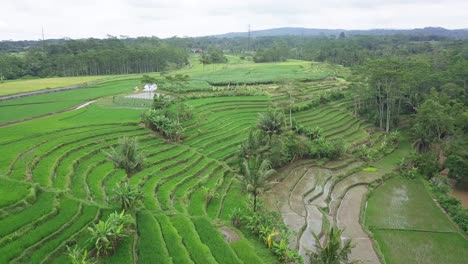 Drone-footage-of-Beautiful-green-terraced-rice-field-with-some-coconut-trees