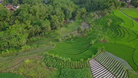 Drone-video-scenery-of-beautiful-pattern-of-traditional-plantation