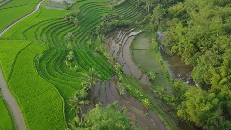 Schönes-Terrassiertes-Reisfeld-Und-Fluss-In-Indonesien