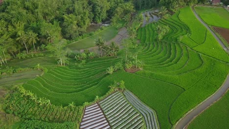 Aerial-view-of-beautiful-pattern-of-traditional-plantation