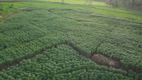 Drohnenvideo-Von-Dichten-Maniokpflanzen-In-Der-Plantage