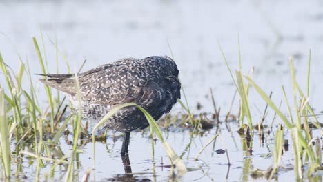 Spotted-redshank-cleaning-feathers-in-the-middle-off-puddle-flooded-meadows-during-spring-migration