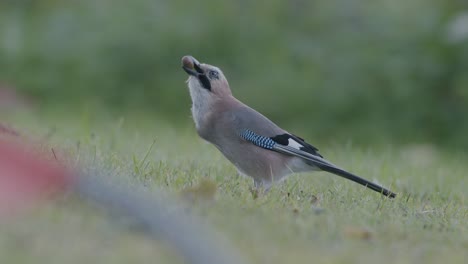 Eurasian-jay-picking-up-acorns-for-winter-and-swallows-them