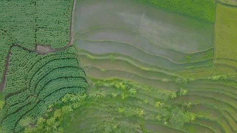 Overhead-rone-video-of-dense-CASSAVA-PLANTATION-side-by-side-with-rice-fields-in-Indonesia