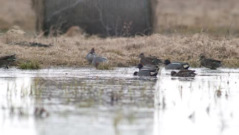 Eurasian-wigeon-flock-swimming-in-flooded-meadow-during-spring-migration