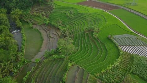 Aerial-view-of-village-in-Indonesia-with-beautiful-terraced-rice-field-overgrown-by-green-paddy-plant-with-some-coconut-trees