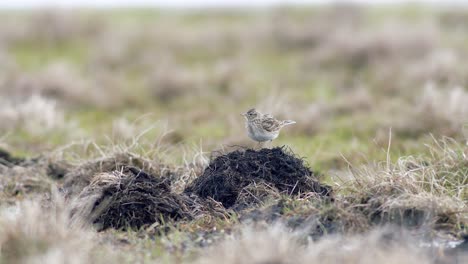 Eurasian-skylark-sitting-and-singing-on-the-ground-in-dry-grass-meadow-sunny-spring-day
