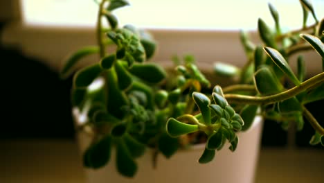 Green-potted-plant-by-window-Pan-shot-of-green-plant-by-window-Green-plant-in-white-pot-next-to-window