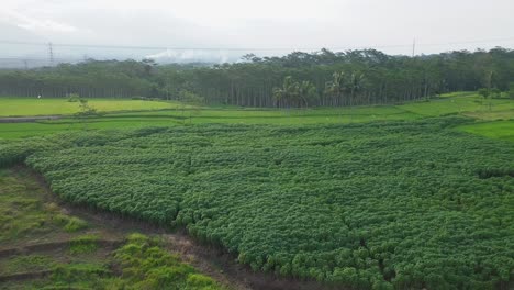 Vista-Aérea-De-La-Plantación-De-Mandioca-En-La-Industria-Agrícola-En-Indonesia