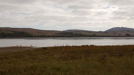 Panning-shot-of-Tomales-Bay-on-a-cloudy-day-with-a-marsh-in-the-foreground,-seagulls-bathing-and-brown-hills-in-back