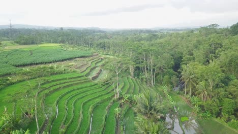 Drone-shot-of-green-terraced-rice-field-overgrown-by-green-paddy-plant-with-some-coconut-trees