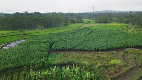 Drohnenvideo-Einer-Dichten-Maniokplantage-Seite-An-Seite-Mit-Reisfeldern-In-Indonesien