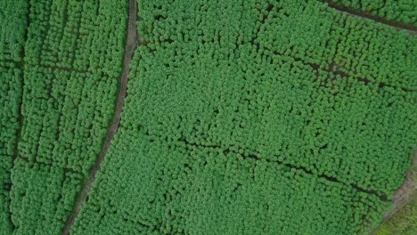 Overhead-drone-video-of-dense-CASSAVA-plants-in-plantation---Manihot-esculenta-plants