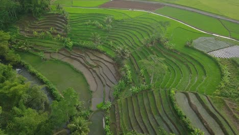 Luftaufnahme-Des-Dorfes-In-Indonesien-Mit-Einem-Wunderschönen-Terrassierten-Reisfeld,-Das-Von-Einer-Grünen-Reispflanze-Mit-Einigen-Kokospalmen-Bewachsen-Ist