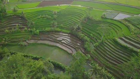 Luftaufnahme-Der-Landschaft-In-Indonesien-Mit-Wunderschönen-Terrassierten-Reisfeldern,-Die-Von-Grüner-Reispflanze-Mit-Einigen-Kokospalmen-Bewachsen-Sind
