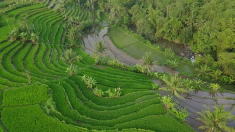 Luftaufnahme-Des-Grünen-Terrassierten-Reisfeldes,-Das-Von-Grüner-Reispflanze-Mit-Einigen-Kokospalmen-Bewachsen-Ist