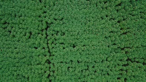 Luftaufnahme-Von-Oben-Nach-Unten-Von-Grüner-Dichter-Maniok-Plantage-An-Sonnigen-Tagen-In-Asien