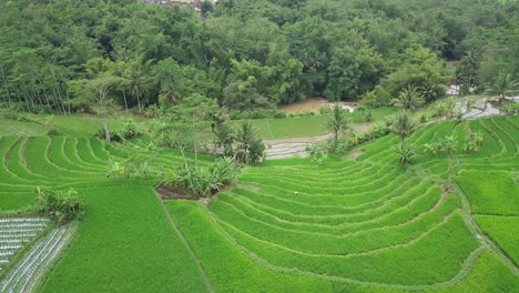 Drone-shot-of-Beautiful-green-terraced-rice-field-with-some-coconut-trees