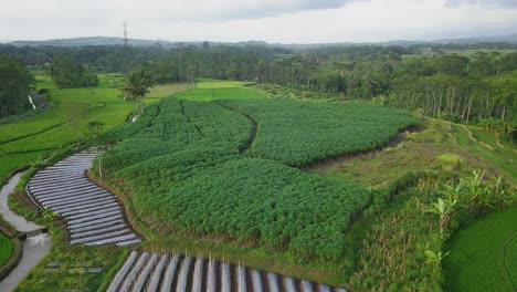 Aerial-view-of-CASSAVA-PLANTATION-ON-THE-MIDDLE-OF-RICE-FIELD-in-Indonesia